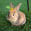 sproutpixie